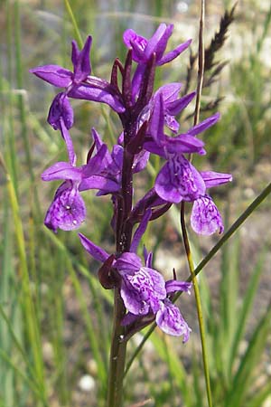 Dactylorhiza lapponica \ Lappländische Fingerwurz, Lappländisches Knabenkraut, Slowenien,  Nova Vas 27.6.2010 