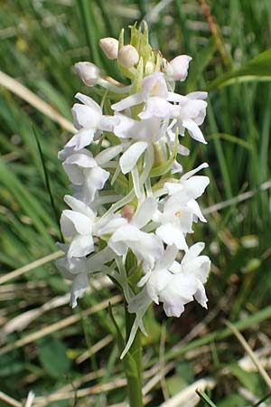 Gymnadenia conopsea s.l. farbvariante_color-variant \ Mücken-Händelwurz / Common Fragrant Orchid, Slowenien/Slovenia,  Koschuta 7.7.2019 
