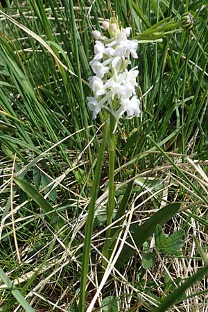 Gymnadenia conopsea s.l. farbvariante_color-variant \ Mücken-Händelwurz / Common Fragrant Orchid, Slowenien/Slovenia,  Koschuta 7.7.2019 
