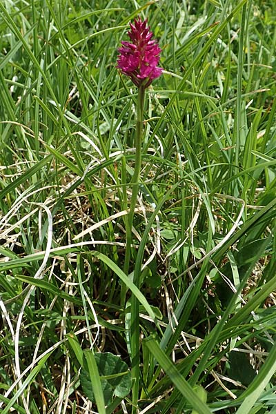 Gymnadenia conopsea s.l. x Nigritella kossutensis, Slowenien/Slovenia,  Koschuta 7.7.2019 