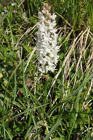 Gymnadenia odoratissima \ Wohlriechende Händelwurz / Short-spurred Fragrant Orchid, Slowenien/Slovenia,  Koschuta, Planina Pungrat 6.7.2019 