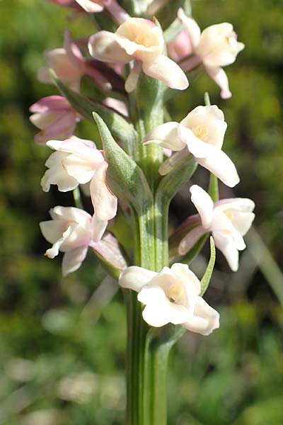 Gymnadenia odoratissima \ Wohlriechende Händelwurz / Short-spurred Fragrant Orchid, Slowenien/Slovenia,  Koschuta 7.7.2019 