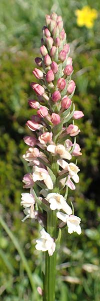 Gymnadenia odoratissima \ Wohlriechende Händelwurz / Short-spurred Fragrant Orchid, Slowenien/Slovenia,  Koschuta 7.7.2019 