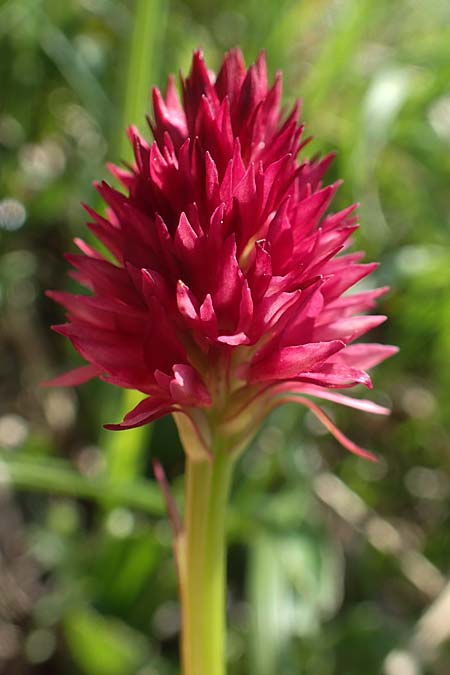 Nigritella kossutensis x ravnikii, Slovenia,  Koschuta 7.7.2019 