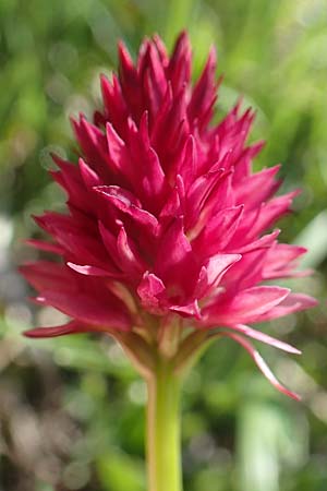 Nigritella kossutensis \ Koschuta-Kohlröschen, Slowenien,  Koschuta 7.7.2019 