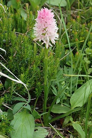 Nigritella lithopolitanica \ Steiner-Alpen-Kohlröschen / Steiner Alpe Vanilla Orchid (?), Slowenien/Slovenia,  Koschuta, Planina Pungrat 6.7.2019 