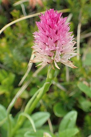 Nigritella lithopolitanica \ Steiner-Alpen-Kohlröschen / Steiner Alpe Vanilla Orchid (?), Slowenien/Slovenia,  Koschuta, Planina Pungrat 6.7.2019 