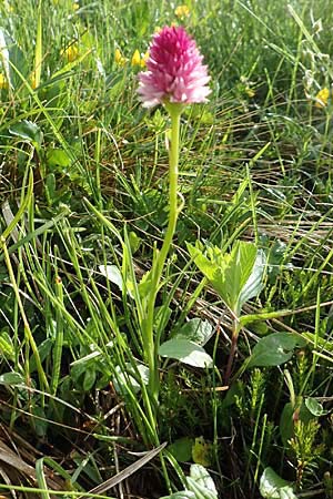 Nigritella lithopolitanica \ Steiner-Alpen-Kohlröschen / Steiner Alpe Vanilla Orchid, Slowenien/Slovenia,  Koschuta 7.7.2019 