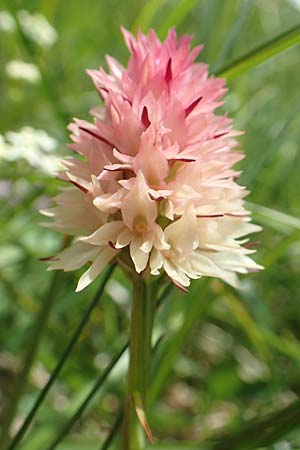 Nigritella lithopolitanica \ Steiner-Alpen-Kohlröschen, Slowenien,  Koschuta 7.7.2019 