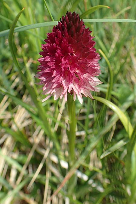 Nigritella bicolor \ Zweifarbiges Kohlröschen (?), Slowenien,  Koschuta 7.7.2019 