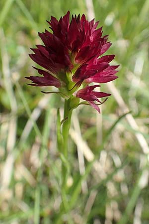 Nigritella hygrophila var. pauciflora \ Wenigblütiges Kohlröschen / Few-Flowered Vanilla Orchid, Slowenien/Slovenia,  Koschuta 7.7.2019 