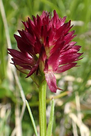 Nigritella hygrophila var. pauciflora \ Wenigblütiges Kohlröschen / Few-Flowered Vanilla Orchid, Slowenien/Slovenia,  Koschuta 7.7.2019 