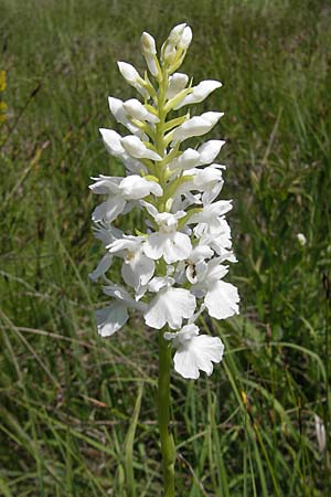 Dactylorhiza transsilvanica \ Siebenbürgen-Fingerwurz, Siebenbürgen-Knabenkraut, Slowenien,  Nova Vas 27.6.2010 