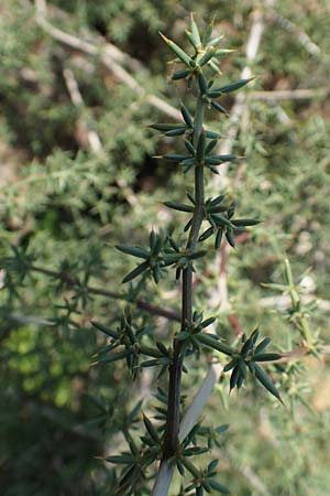 Asparagus acutifolius \ Strauchiger Spargel / Sharp-Leaved Asparagus, Samos Psili Ammos 16.4.2017