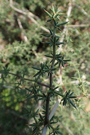 Asparagus acutifolius \ Strauchiger Spargel, Samos Psili Ammos 16.4.2017