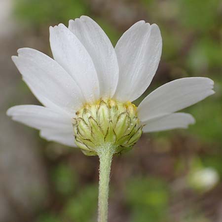 Anthemis chia \ Chios-Hundskamille / Chios Chamomile, Samos Mt. Ambelos 12.4.2017