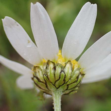 Anthemis chia \ Chios-Hundskamille, Samos Mt. Ambelos 12.4.2017