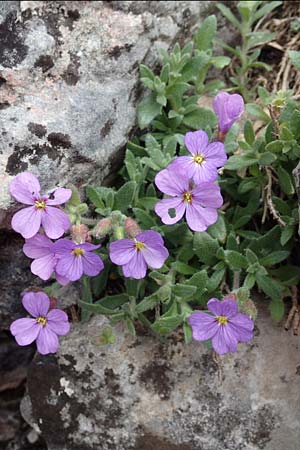 Aubrieta deltoidea / Purple Rock Cress, Samos Lazaros in Mt. Ambelos 12.4.2017