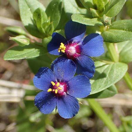 Lysimachia foemina / Blue Pimpernel, Samos Pythagorio 13.4.2017