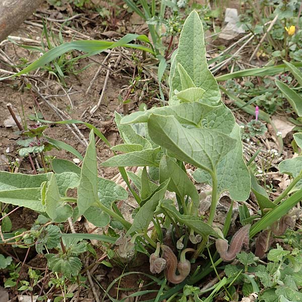 Aristolochia hirta \ Haarige Osterluzei, Samos Mt. Ambelos 12.4.2017