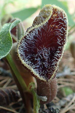 Aristolochia hirta \ Haarige Osterluzei, Samos Agios Konstantinos 14.4.2017