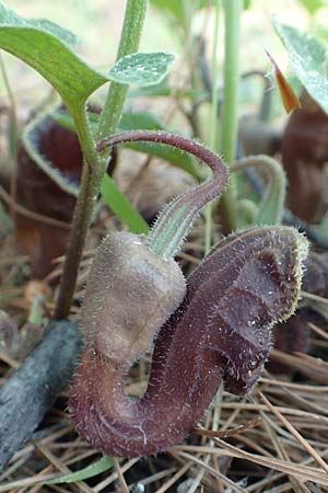 Aristolochia hirta / Hairy Birthwort, Samos Agios Konstantinos 14.4.2017