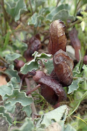 Aristolochia incisa \ Samos-Osterluzei / Incised Birthwort, Samos Spatharei 17.4.2017