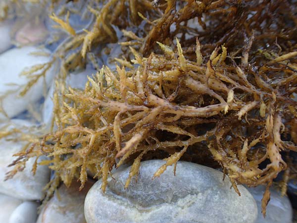 Rhodophytina specB ? \ Rot-Alge, Samos Mourtia - Strand 11.4.2017