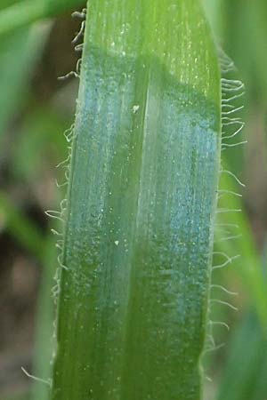 Allium subhirsutum \ Wimperblttriger Lauch / Hairy Garlic, Samos Potami 15.4.2017