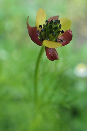 Adonis microcarpa \ Kleinfrchtiges Adonisrschen / Small-Fruit Pheasant's Eye, Red Chamomile, Samos Kamara 16.4.2017