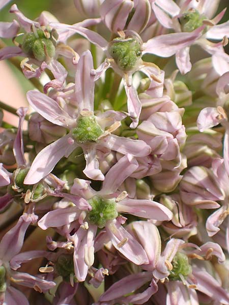 Allium nigrum \ Schwarzer Lauch / Black Garlic, Broad-Leaved Leek, Samos Pythagorio 13.4.2017