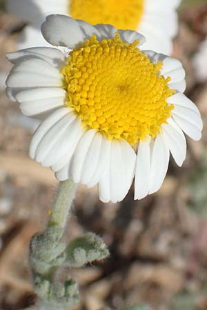 Anthemis tomentosa \ Filzige Hundskamille, Samos Ireon 13.4.2017