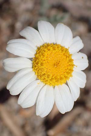 Anthemis tomentosa \ Filzige Hundskamille, Samos Ireon 13.4.2017