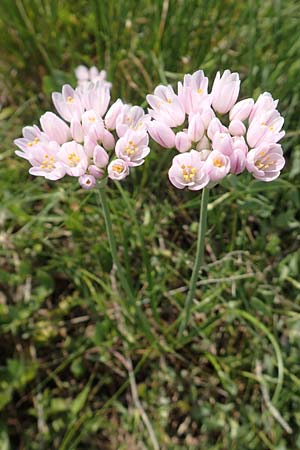 Allium roseum \ Rosen-Lauch / Rosy Garlic, Samos Psili Ammos 16.4.2017