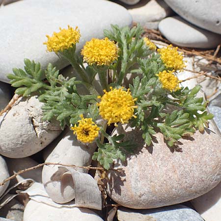 Anthemis rigida \ Steife Hundskamille, Samos Mykali 19.4.2017