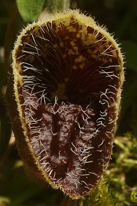 Aristolochia hirta \ Haarige Osterluzei / Hairy Birthwort, Samos Westen/West 13.4.2022 (Photo: Helmut Presser)