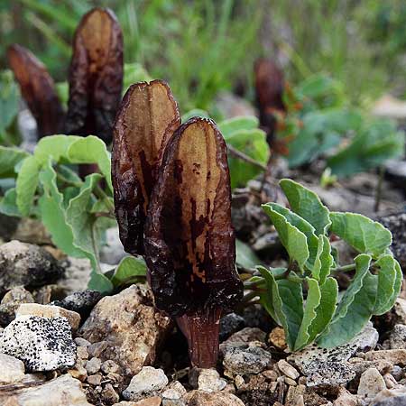 Aristolochia incisa \ Samos-Osterluzei / Incised Birthwort, Samos Südosten/Southeast 21.4.2022 (Photo: Helmut Presser)