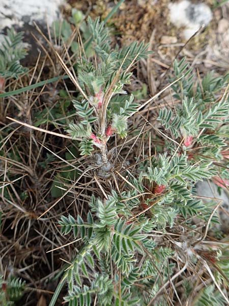 Astragalus condensatus ? \ Kompakter Tragant / Compact Milk-Vetch, Samos Lazaros in Mt. Ambelos 12.4.2017