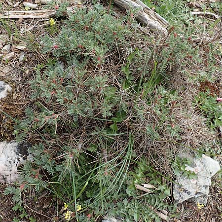 Astragalus condensatus ? \ Kompakter Tragant, Samos Lazaros in Mt. Ambelos 12.4.2017