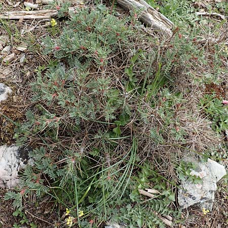 Astragalus condensatus ? \ Kompakter Tragant / Compact Milk-Vetch, Samos Lazaros in Mt. Ambelos 12.4.2017