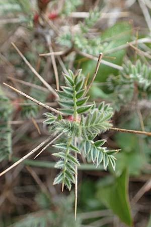 Astragalus condensatus ? \ Kompakter Tragant, Samos Lazaros in Mt. Ambelos 12.4.2017