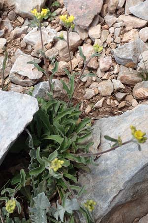 Aurinia saxatilis subsp. orientalis / Basket of Gold, Goldentuft Alyssum, Samos Lazaros in Mt. Ambelos 12.4.2017