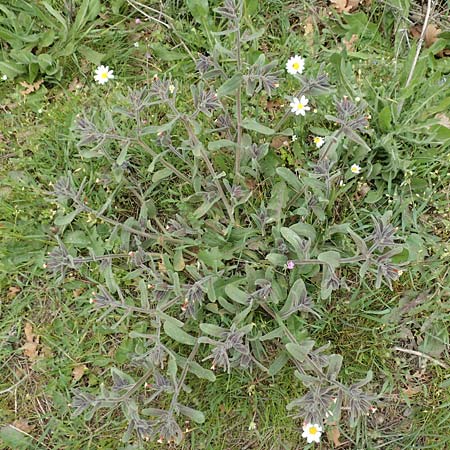 Alkanna tubulosa \ Rhrenfrmige Schminkwurz / Tubular Alkanet, Samos Mt. Ambelos 12.4.2017