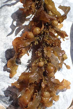 Sargassum muticum \ Japanischer Beeren-Tang / Japweed, Samos Mykali 19.4.2017