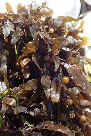 Sargassum muticum \ Japanischer Beeren-Tang / Japweed, Samos Mykali 19.4.2017