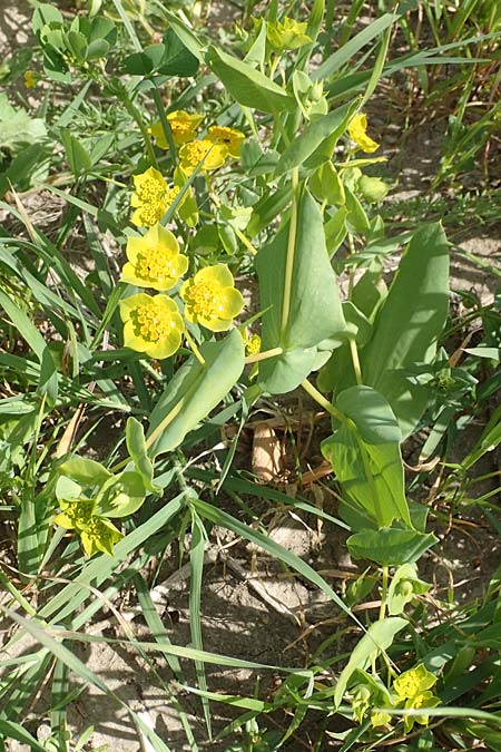 Bupleurum subovatum \ Lanzettblttriges Hasenohr / Lance-Leaved Thorough-Wax, Samos Mykali 19.4.2017