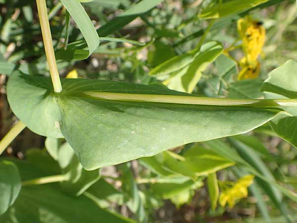 Bupleurum subovatum \ Lanzettblttriges Hasenohr / Lance-Leaved Thorough-Wax, Samos Mykali 19.4.2017