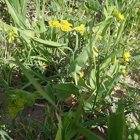 Bupleurum subovatum \ Lanzettblttriges Hasenohr / Lance-Leaved Thorough-Wax, Samos Mykali 19.4.2017