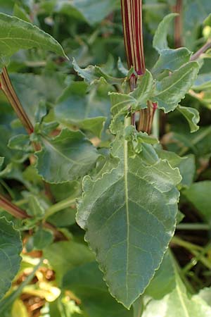 Beta vulgaris subsp. maritima \ Wilde Rbe, Meer-Mangold / Sea Beet, Samos Posidonia 11.4.2017