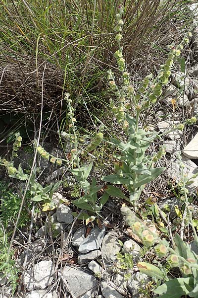 Cynoglossum columnae \ Colonna-Hundszunge / Colonna Hound's-Tongue, Samos Pythagorio 13.4.2017